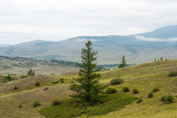 Arbre Conifères Solitaire Dans Les Montagnes Force Courage Puissance Nature — Photo