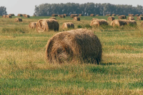 Rouleaux Foin Sec Dans Champ Rural Jour Été Récolte Préparation — Photo