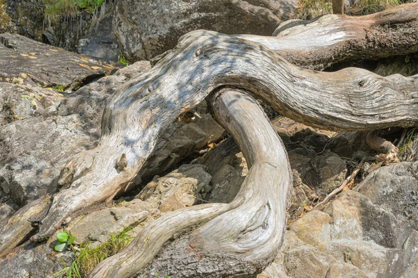 雪松粗壮的根和枝干 树干干曲线 无树皮 — 图库照片