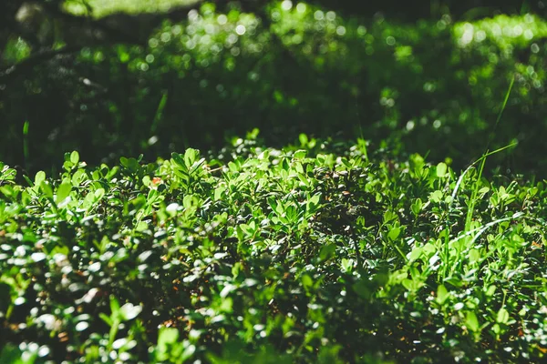 Densos Matorrales Arbustos Hojas Verdes Plantas Hierba Como Fondo — Foto de Stock