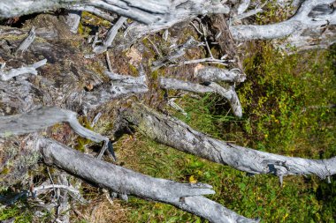 Ormandaki eski ağaç gövdesi, kasırgadan sonra yıkıldı.