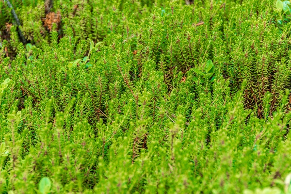 Forest Plants Green Leaves Young Growth Grass Carpet — Stock Photo, Image