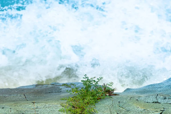 Берег Річки Зеленою Травою Морський Серфінг Океанічні Хвилі Ють Скелях — стокове фото