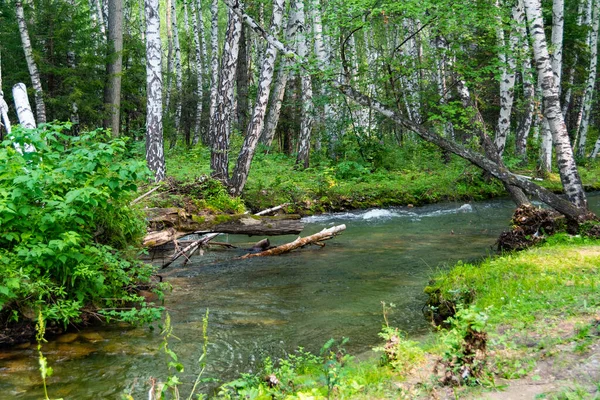 Річка Березовому Гаю Свіжий Струмок Зеленому Літньому Лісі Поїздка Природу — стокове фото