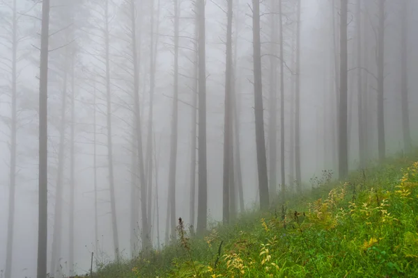 Mlha Časně Ráno Borovém Háji Tajemný Opar Letním Lese Siluety — Stock fotografie