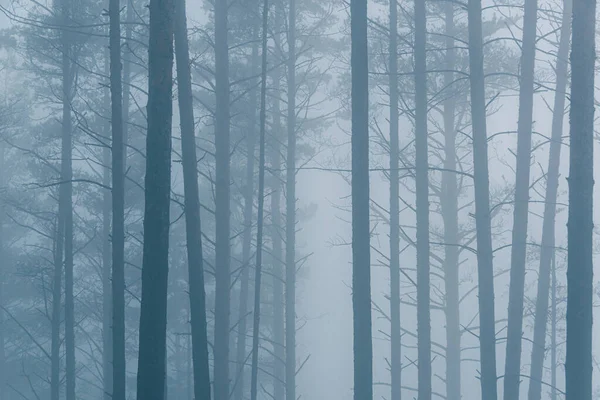 Forêt Mystique Dans Brume Troncs Arbres Dans Brouillard Matin Scène — Photo