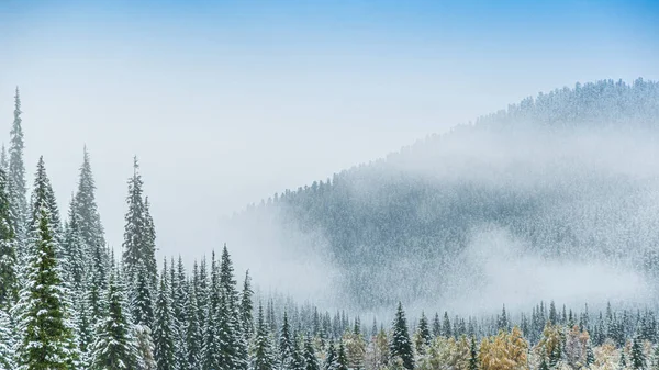 Bosque Coníferas Invierno Neblina Helada Niebla Sobre Picos Nevados Pinos — Foto de Stock