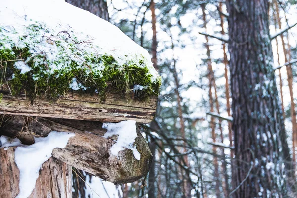 겨울에는 나무로 지붕에 내리고 내리고 추워서 — 스톡 사진