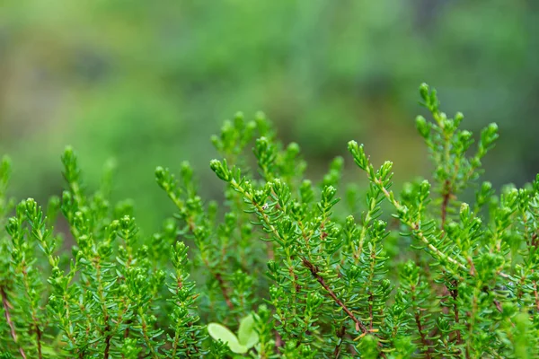 Forest Plants Green Leaves Young Growth Grass Carpet — Stock Photo, Image