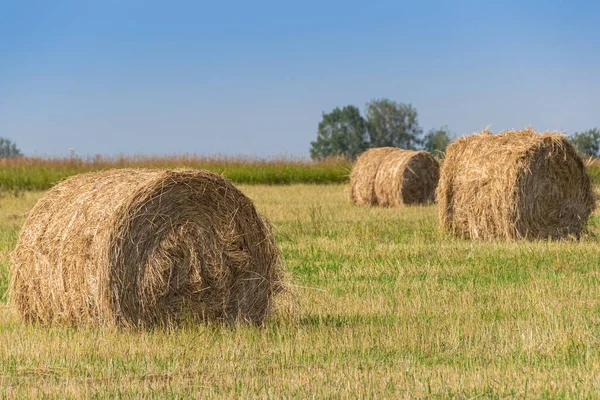 Feno Rola Campo Após Colheita Pastagem Agrícola Dia Verão Preparação — Fotografia de Stock
