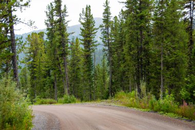 Güneşli yaz gününde toprak orman yolu, doğaya yolculuk.
