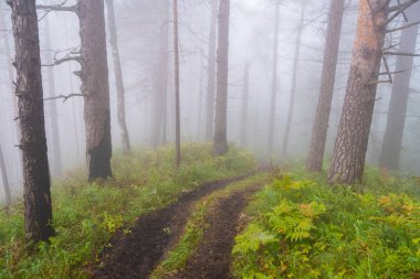 Ormanda yoğun gizemli sis, sisli mistik toprak yol, ateş ormanından duman.