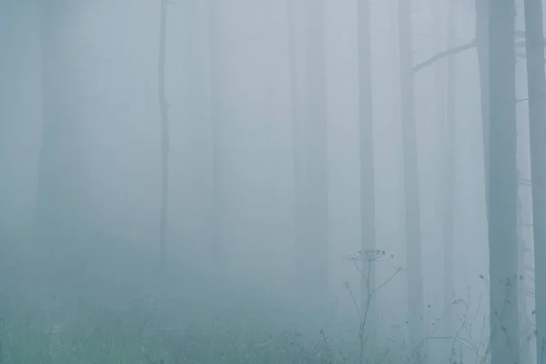 Forêt Mystique Dans Brume Troncs Arbres Dans Brouillard Matin Scène — Photo