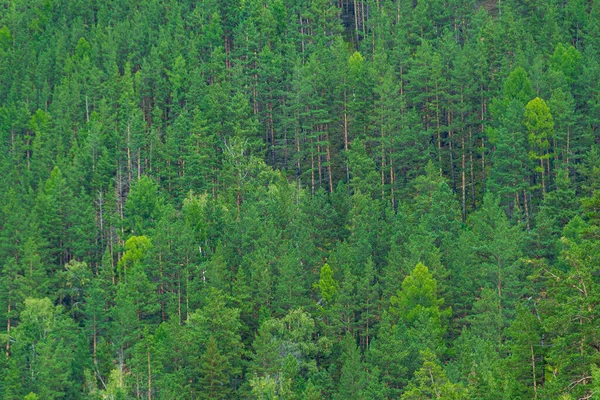 stock image green carpet of trees on hillside, dense coniferous forest as background