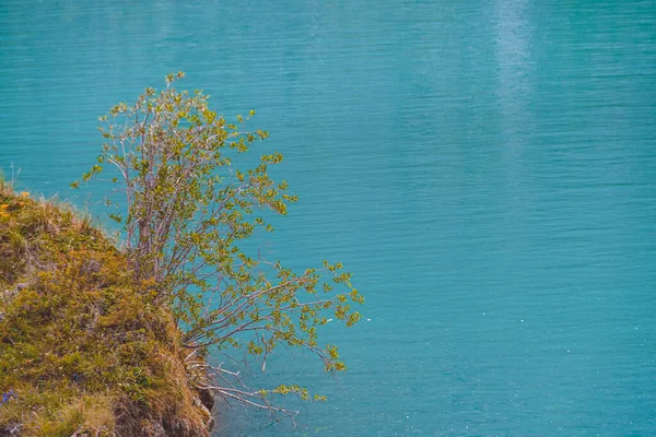 Árbol Verde Sobre Fondo Superficie Del Agua Del Lago Río — Foto de Stock