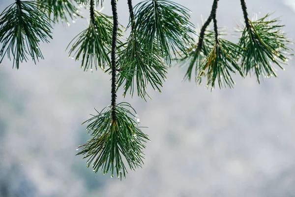 Flauschige Kiefernnadeln Mit Wassertropfen Nadelwald Nach Regen Tau Auf Bäumen — Stockfoto