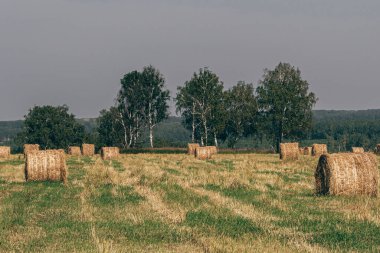 Sığır yemi için kuru saman ruloları, inekler için ot biçme, tarlada buğday ve yulaf toplama.