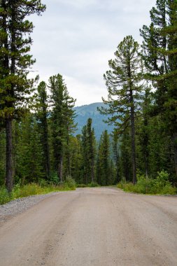 Güneşli yaz gününde toprak orman yolu, doğaya yolculuk.