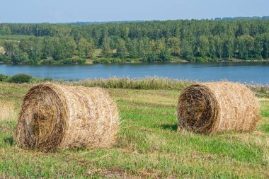 Hasattan sonra tarlada saman ruloları. Yaz günü tarım otlağı. Hayvanları doyurmak için.