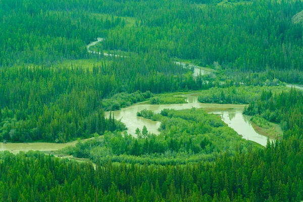 Folyószalag Hegyi Völgyben Kanyargós Folyómeder Tűlevelű Erdők Között Panorámás Kilátással — Stock Fotó