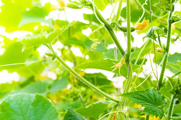 Cucumbers Growing Greenhouse Gardening Growing Vegetables Vegetarians — Stock Photo, Image