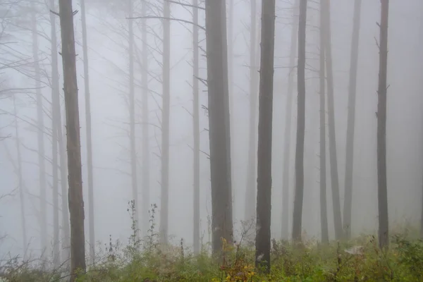 Forêt Mystique Dans Brume Troncs Arbres Dans Brouillard Matin Scène — Photo