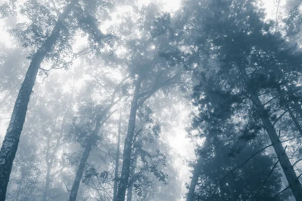Forêt Mystique Dans Brouillard Silhouettes Branches Arbres Dans Brouillard Bleu — Photo