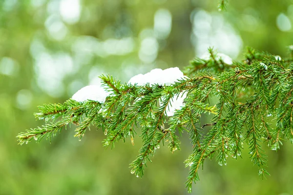 Snö Smälter Trädgrenar Vårdagen Barrskog — Stockfoto