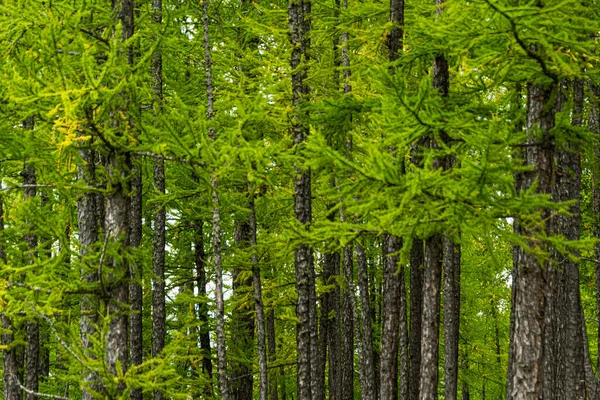 丘の中腹の針葉樹林 カラマツの森のハイキング 自然への観光旅行 — ストック写真