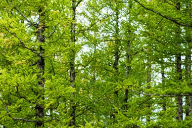 Yamaçta kozalaklı ağaçlar, karaçam ormanlarında yürüyüş, doğa turizmi.
