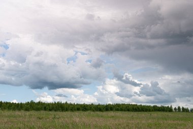 Yeşil çayır, bulutların altında orman şeridi olan çayır.