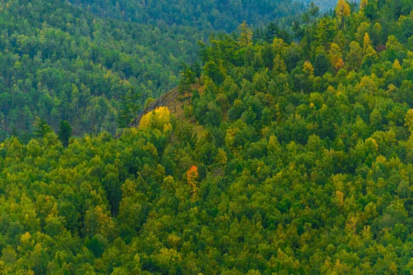 Tapete Verde Árvores Encosta Densa Floresta Coníferas Como Fundo — Fotografia de Stock