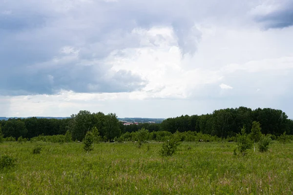 Green Meadow Pasture Strip Forest Horizon Clouds — Stock Photo, Image