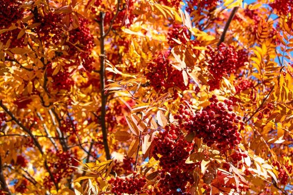 有黄色叶子的分枝树 红色山灰浆果 秋天的森林气氛 — 图库照片