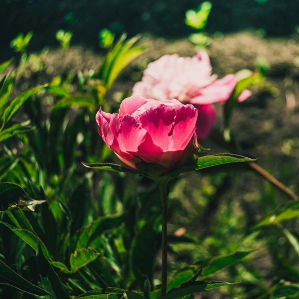 Rosa Pion Knoppar Grön Trädgård Sommardagen — Stockfoto