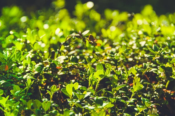 茂みや緑の葉や草を背景にして — ストック写真