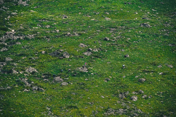 Tepenin yamacında yeşil çimenler ve birkaç kaya parçası, hayvanlar için dağ otlağı