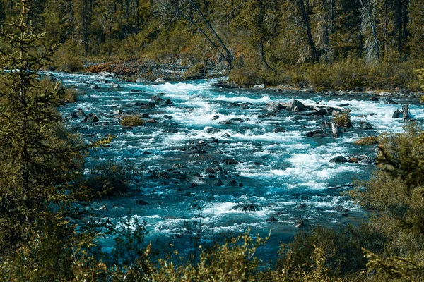 Швидкий Потік Гірській Долині Бурхлива Річка Літньому Лісі Дерева Березі — стокове фото
