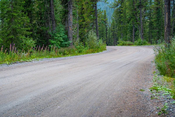 Güneşli yaz gününde toprak orman yolu, doğaya yolculuk.