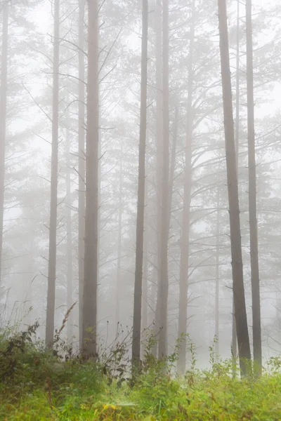 Sabahın erken saatlerinde çam korusunda sis, yaz ormanlarında gizemli sis, ateş dumanı içinde ağaç gövdeleri.