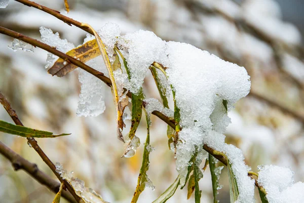 Első Hóesés Őszi Erdőben Fák Sárga Levelein Hirtelen Hideg Pattogás — Stock Fotó