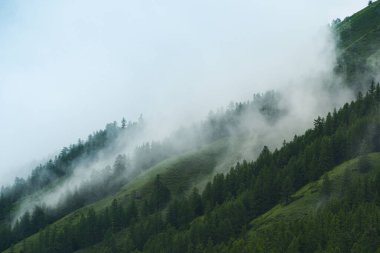 Dağ yamacında orman ve sabah sisi, bulutlar tepeyi kapladı.