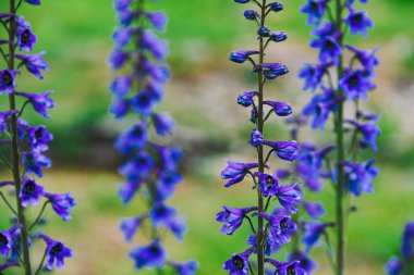 Yazın mavi çiçekler yeşil çayırlar, açık havada mavi çanlar büyür yaz günü