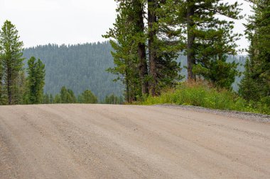 Güneşli yaz gününde toprak orman yolu, doğaya yolculuk.