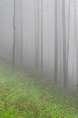 Sis içindeki mistik orman, sabah sisli ağaç gövdeleri, gizemli suç mahalli, orman yangınında duman
