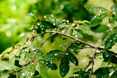 Sabahın erken saatlerinde yeşil yapraklara çiy damlaları düşer, yaz ormanlarında yağmur yağar.