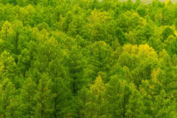 丘の中腹にある緑の木の絨毯や密林を背景に — ストック写真