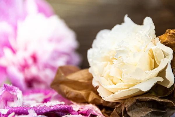 Pink Peony Petals Dew Drops Romantic Gift Wedding Atmosphere — Stock Photo, Image