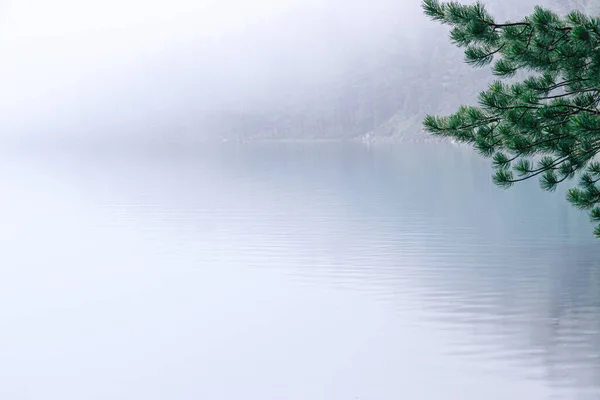 Árbol Verde Sobre Fondo Superficie Del Agua Del Lago Río — Foto de Stock