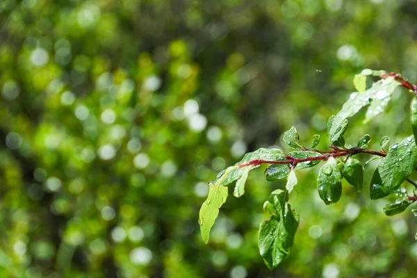 Gocce Rugiada Sulle Foglie Verdi Mattino Presto Pioggia Nella Foresta — Foto Stock